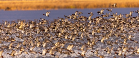 A large flock of ducks take off from the marsh.