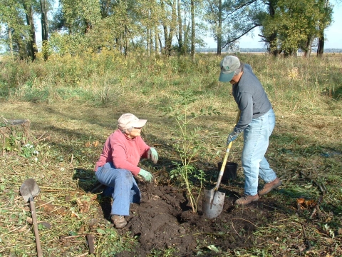 Two people planting a tree, one squatting and one standing using a shovel