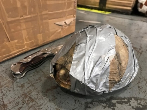 Mexican box turtle on a table wrapped in silver duct tape
