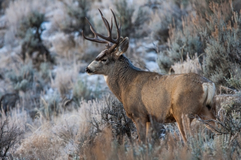 Mule deer at Browns Park NWR