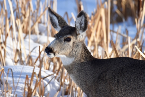 A mule deer close-up in snow