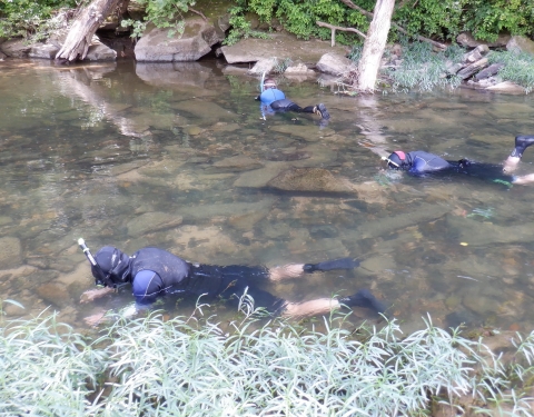 biologists snorkeling for mussels