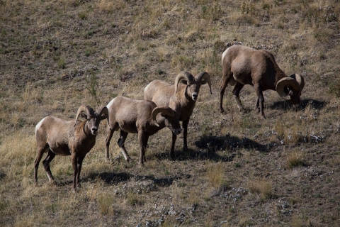 herd of rams walking on hillside