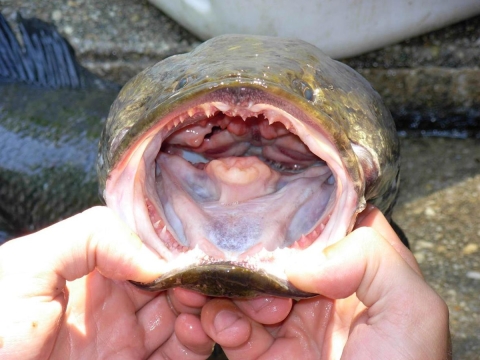 mouth wide open sharp teeth of a northern snakehead