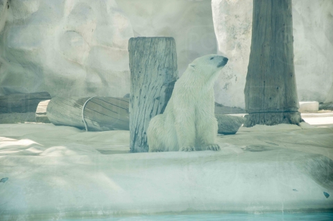 Morelia Zoo "Yupik" the polar bear 
