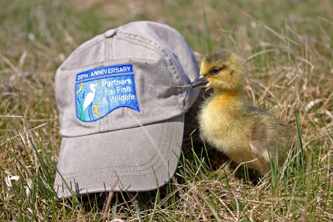 A yellow downy duckling stands next to a gray ballcap with the blue "Partners for Fish and Wildlife" logo on it. 