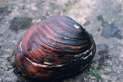 A reddish brown, round mussel on the ground