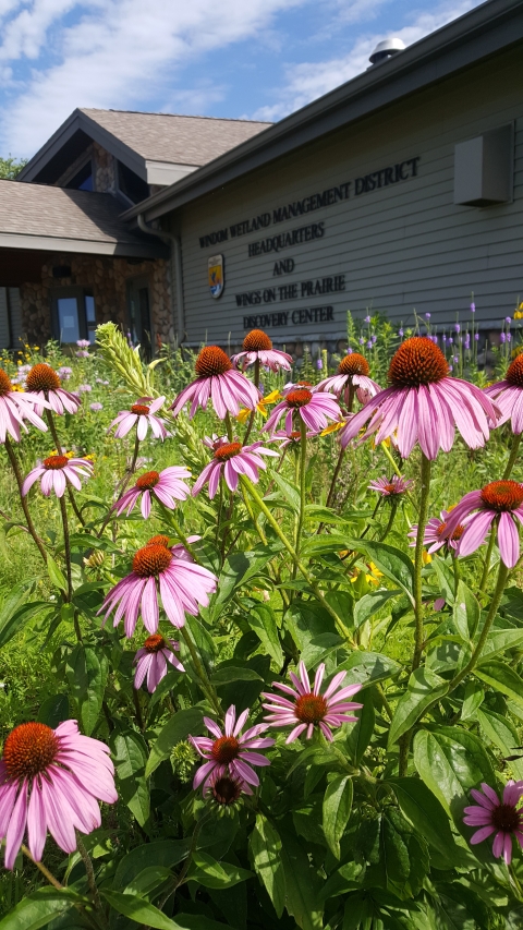 The Windom WMD headquarters stands in the background of a pollinator garden filled with purple coneflowers. The purple coneflowers have reddish purple centers with long pink petals that droop downward.