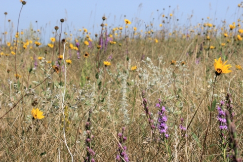 Yellow and purple wildflowers in a prairie