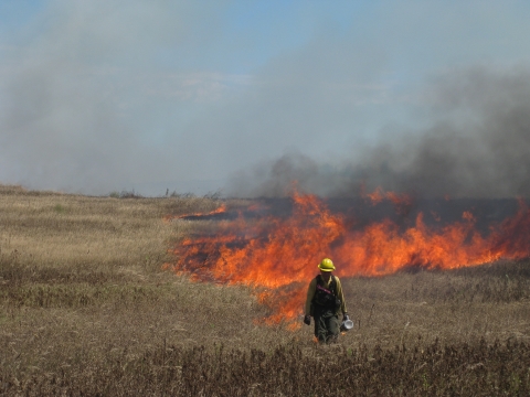 A USFWS staff member, dressed in protective clothing and hardhat, walks through the prairie, strategically lighting a fire. 