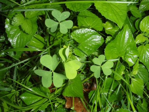 Green three-leafed plant