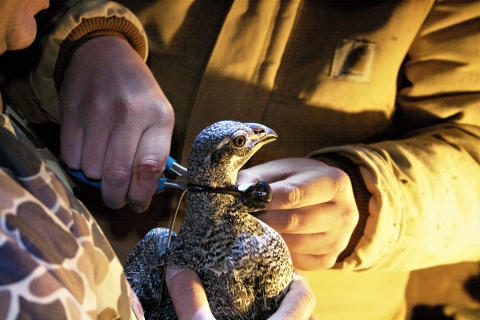Sage Grouse With Radio Collar