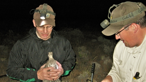 FWS Biologist John Beckstrand holding Sage Grouse