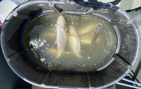 Silver carp in a bucket awaiting transfer and tagging at Lake Barkley.