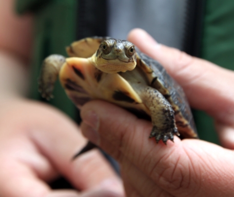 a smiling turtle held in a human hand