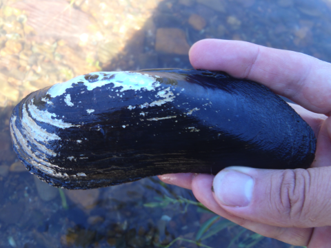 A long, oval shaped black mussel with some nonconformities on the shell