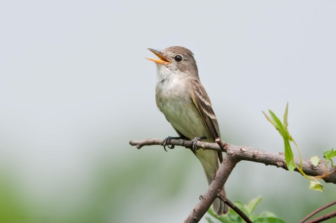 Southwestern Willow Flycatcher singing on a branch