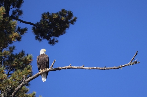 bald eagle perched on branch of a pine tree
