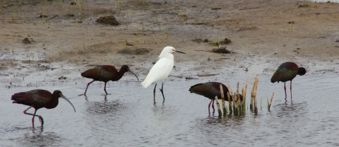 Egret and Ibis at Lacreek NWR