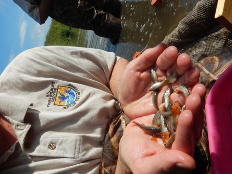 A USFWS employee kneels in the water with chest waders on, holding about a dozen Topeka shiners in their cupped hands. The Topeka shiners are silver and gold with bright red fins.