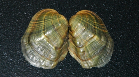 A yellow-green mussel opened so both sides of the shell are showing