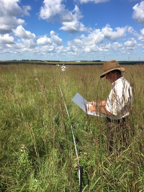A USFWs staff member holds a clipboard while standing in tall big bluestem grasses. The second staff member is walking away from the camera and laying out a measuring tape to perform vegetation suveys.