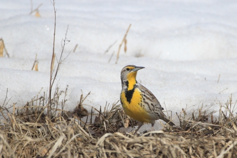 A Western meadowlark standing in on the ground with snow in the background