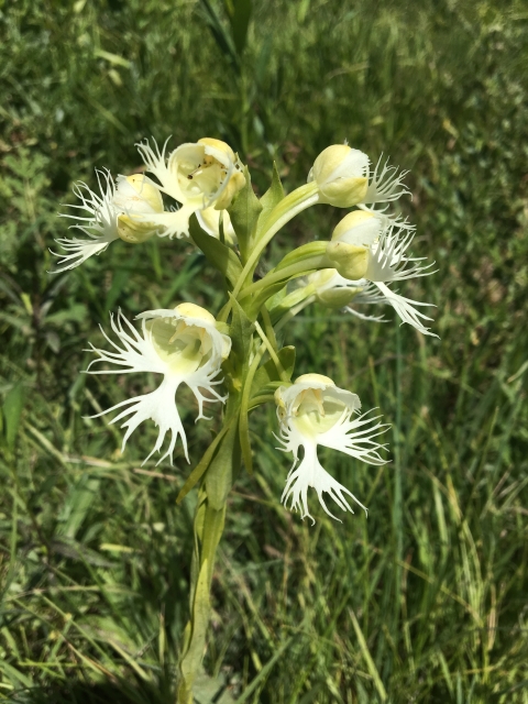 A green stem has an impressive showing of beautiful white flowers on top. The flowers are heavily fringed on the bottom petals.