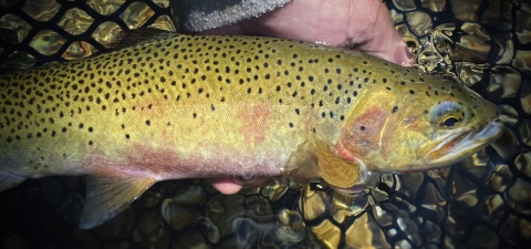 a yellow spotted trout held in the water