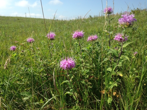 Lavender colored wild bergamot flowers on a prairie hill