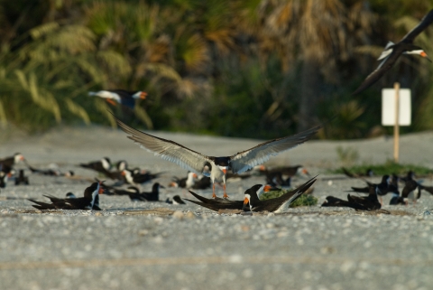 Black skimmer comes into land in nesting colony on beach 