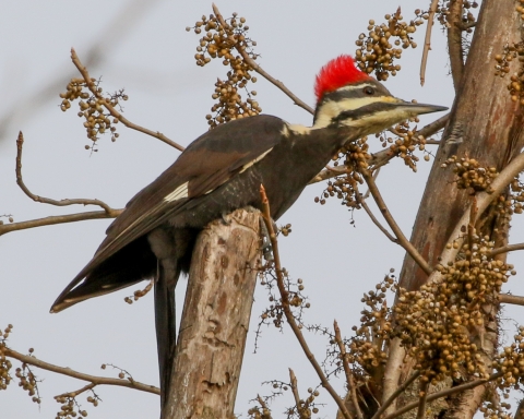 Pileated woodpecker in tree by poison ivy berries