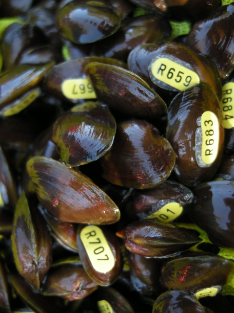These thumbnail-sized purple bean mussels (Villosa perpurpurea) were reared and tagged at the Aquatic Wildlife Conservation Center in Marion, Virginia, and then released to Indian Creek, Tazewell County, Virginia on October 7, 2011. The purple bean is federally listed as threatened.