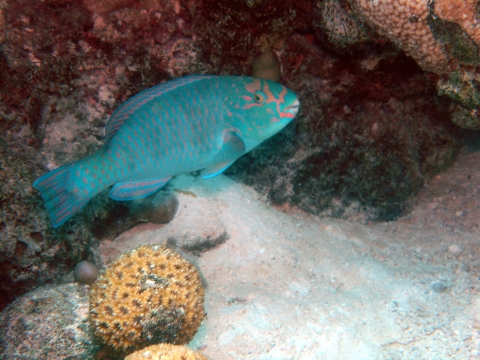 A teal parrotfish swims next to some coral. It has pink lines running across its face. 