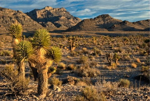 Joshua trees in foreground; mountains rise in the distance