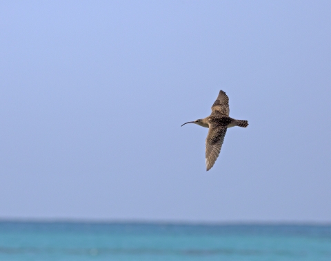 A bristle-thighed curlew flying at Midway Atoll