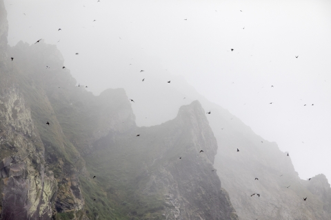 Seabirds circle in the fog next to rocky coastal cliffs.
