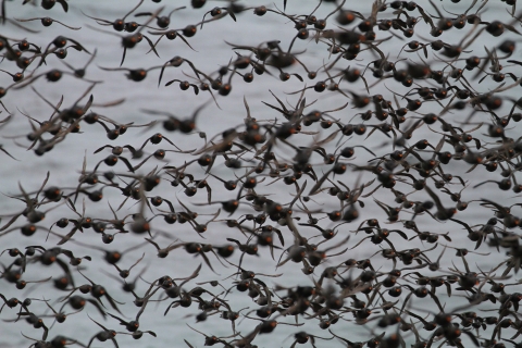 Small birds fill the sky with their black wings and bright orange beaks in a blur.