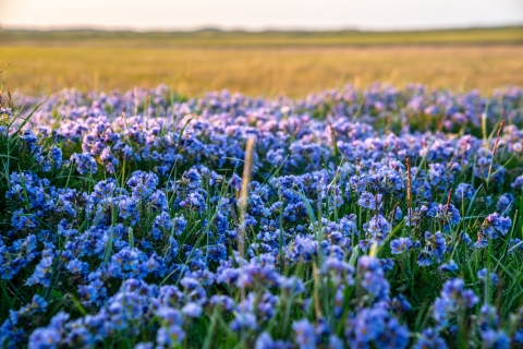 blue flowers in a field