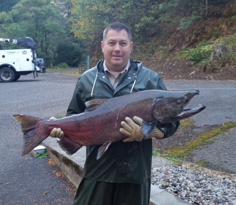 Hatchery Manager hold fall Chinook salmon
