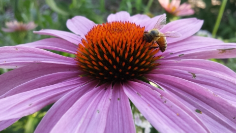 Close up on a single purple cone flower with a honey bee in the middle.