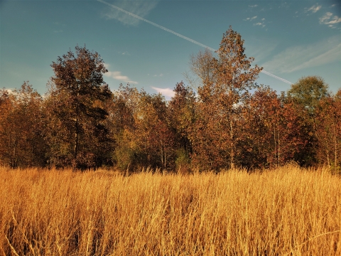 Meadow environment