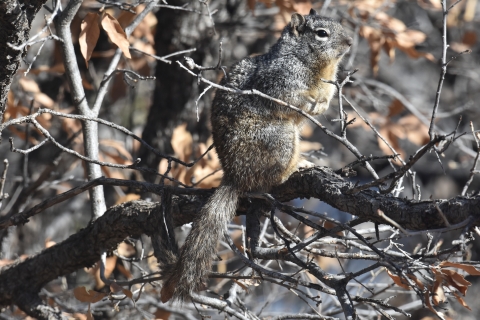 A squirrel sits on a tree branch.