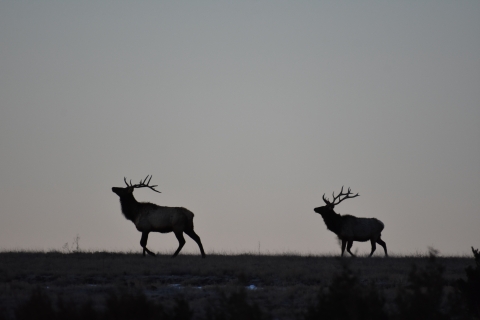 Two elk are shown in silhouette against a gray sky.