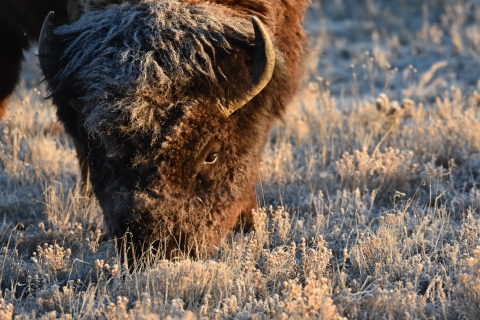 A closeup image of a bison grazing in a frost-covered grass field.