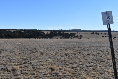 A herd of bison are shown grazing in the distance.