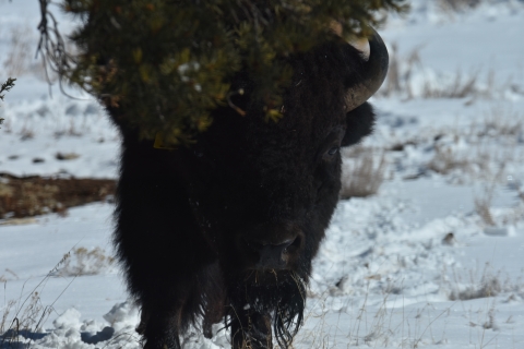 A closeup image of a bison's head, which is partially hidden by a tree branch.