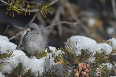 a small grey bird sits on a snow covered branch