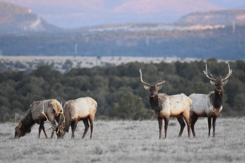 Four elk stand against a landscape of trees.