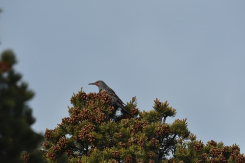 a grey bird with red behind its bill and black stripes on its wings perches on top of a tree full of pinecones